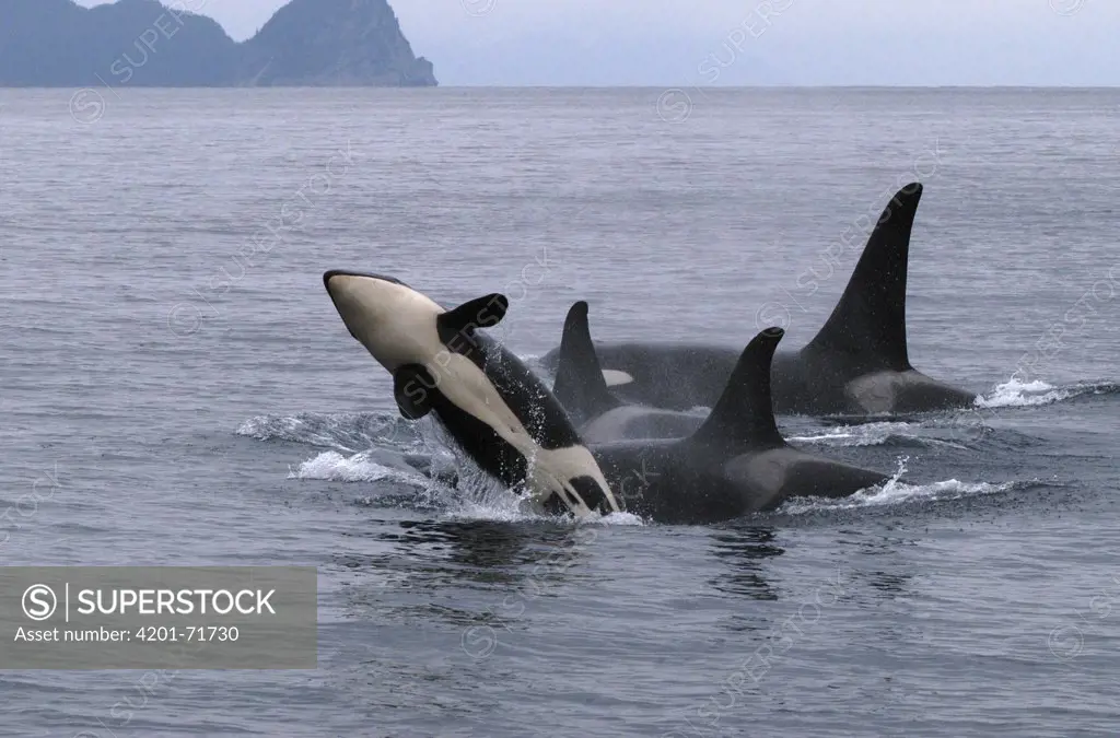 Orca (Orcinus orca) adult and breaching calf, southeast Alaska