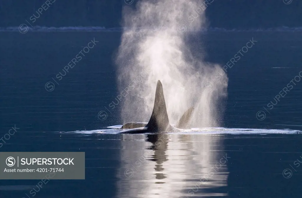 Orca (Orcinus orca) pair spouting, southeast Alaska