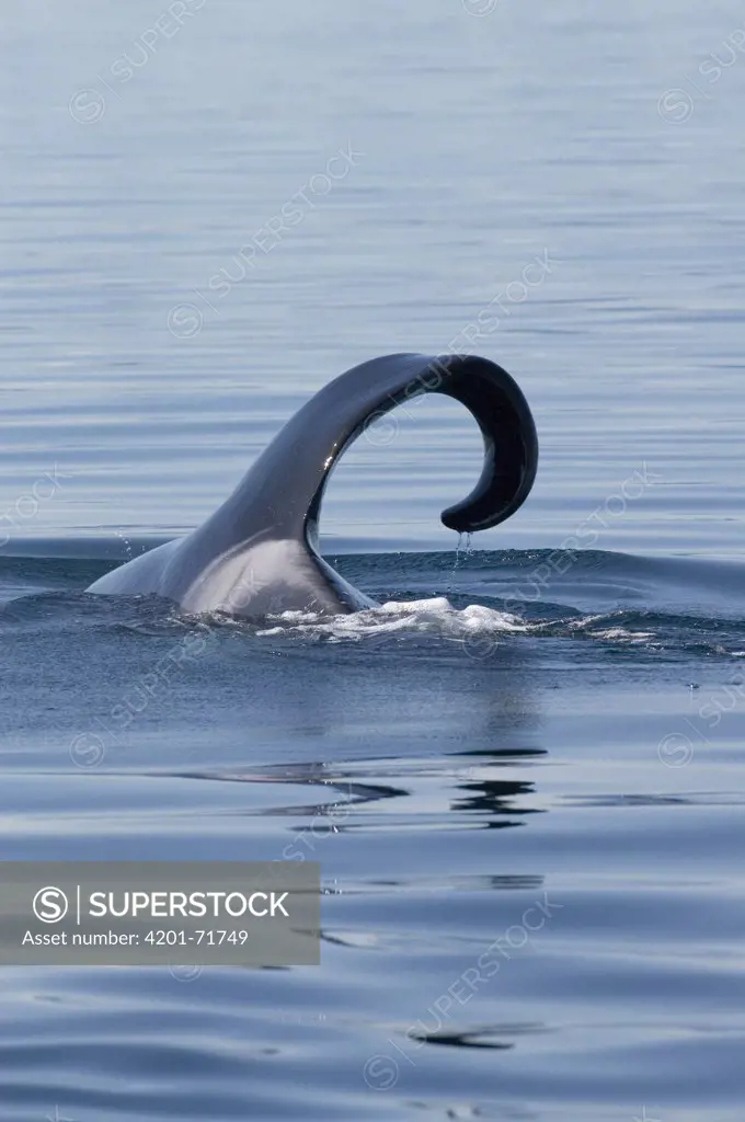 Orca (Orcinus orca) adult with flaccid fin, where dorsal fin curls, southeast Alaska