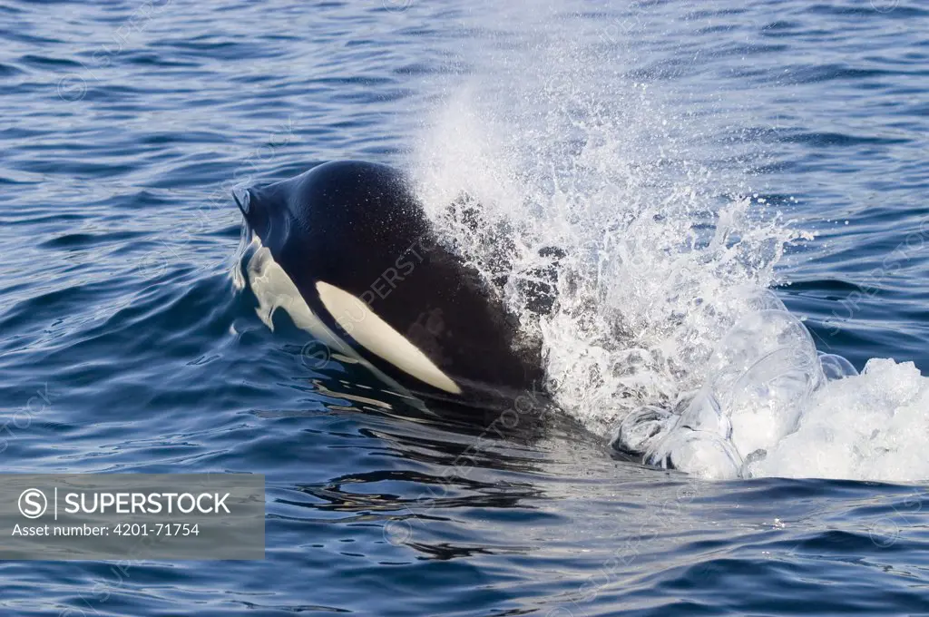 Orca (Orcinus orca) breathing as it breaks the water surface, southeast Alaska