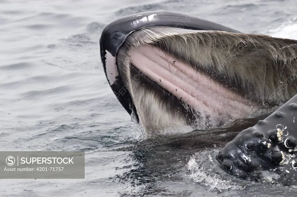 Humpback Whale (Megaptera novaeangliae) feeding showing baleen plates, vulnerable, southeast Alaska