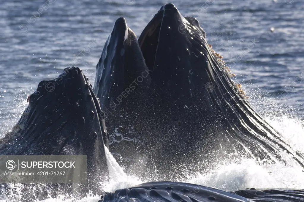 Humpback Whale (Megaptera novaeangliae) pod cooperative feeding, vulnerable, southeast Alaska