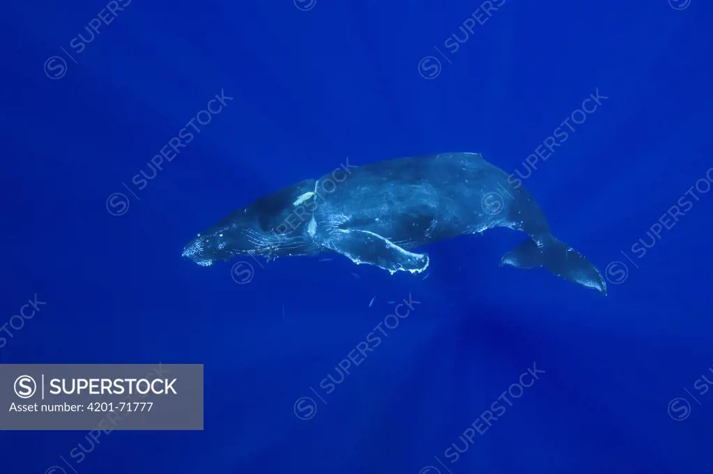 Humpback Whale (Megaptera novaeangliae) singing, Humpback Whale National Marine Sanctuary, Maui, Hawaii - Notice must accompany publication: Photo obtained under NMFS Permit #753