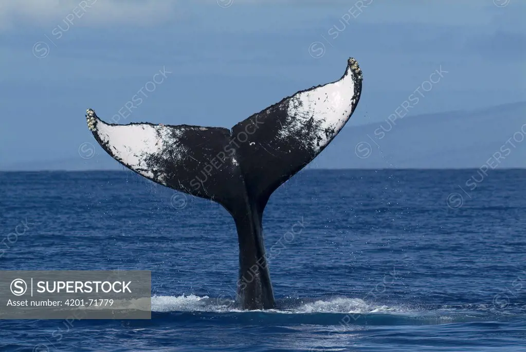 Humpback Whale (Megaptera novaeangliae) tail lob, Humpback Whale National Marine Sanctuary, Maui, Hawaii - Notice must accompany publication: Photo obtained under NMFS Permit #753