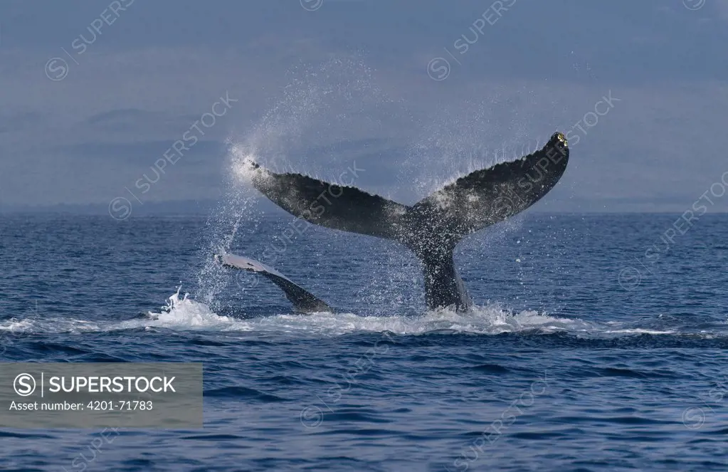Humpback Whale (Megaptera novaeangliae) tails, Humpback Whale National Marine Sanctuary, Hawaii Notice must accompany publication Photo obtained under NMFSPermit #753