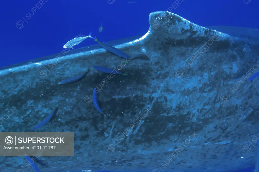 Scavenger fish feeding on Humpback Whale (Megaptera novaeangliae) parasites, Humpback Whale National Marine Sanctuary, Maui, Hawaii - Notice must accompany publication: Photo obtained under NMFS Permit #753