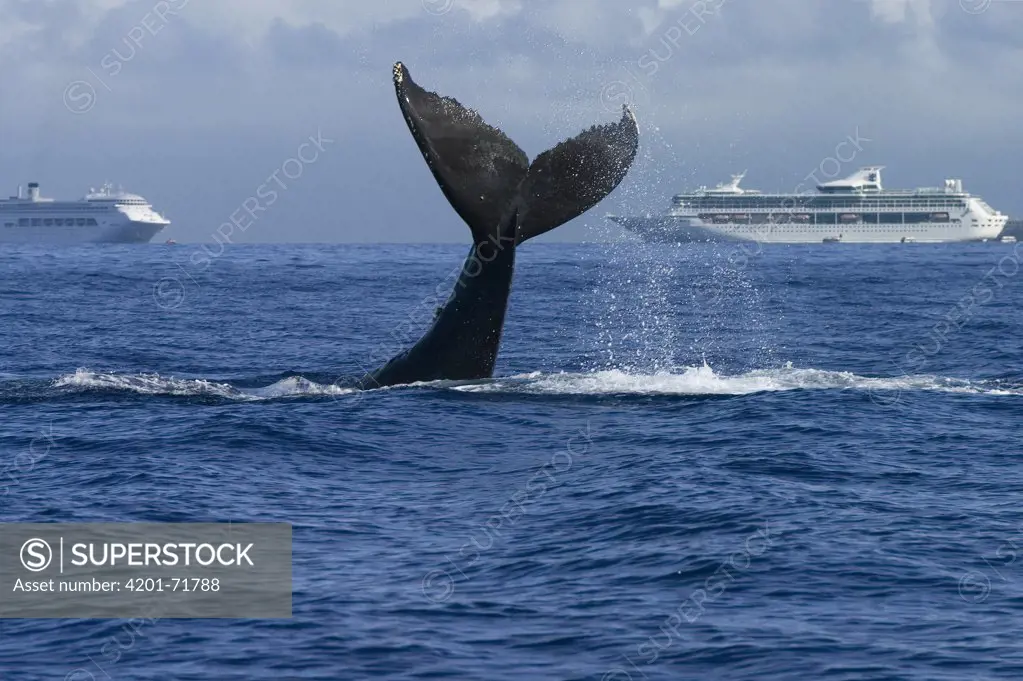 Humpback Whale (Megaptera novaeangliae) tail lobbing near cruise ships, Humpback Whale National Marine Sanctuary, Maui, Hawaii - Notice must accompany publication: Photo obtained under NMFS Permit #753