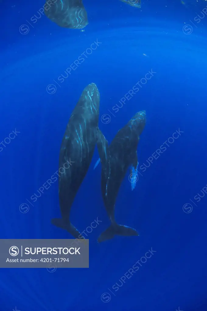 Humpback Whale (Megaptera novaeangliae) breathholding pair, Humpback Whale National Marine Sanctuary, Maui, Hawaii - Notice must accompany publication: Photo obtained under NMFS Permit #753