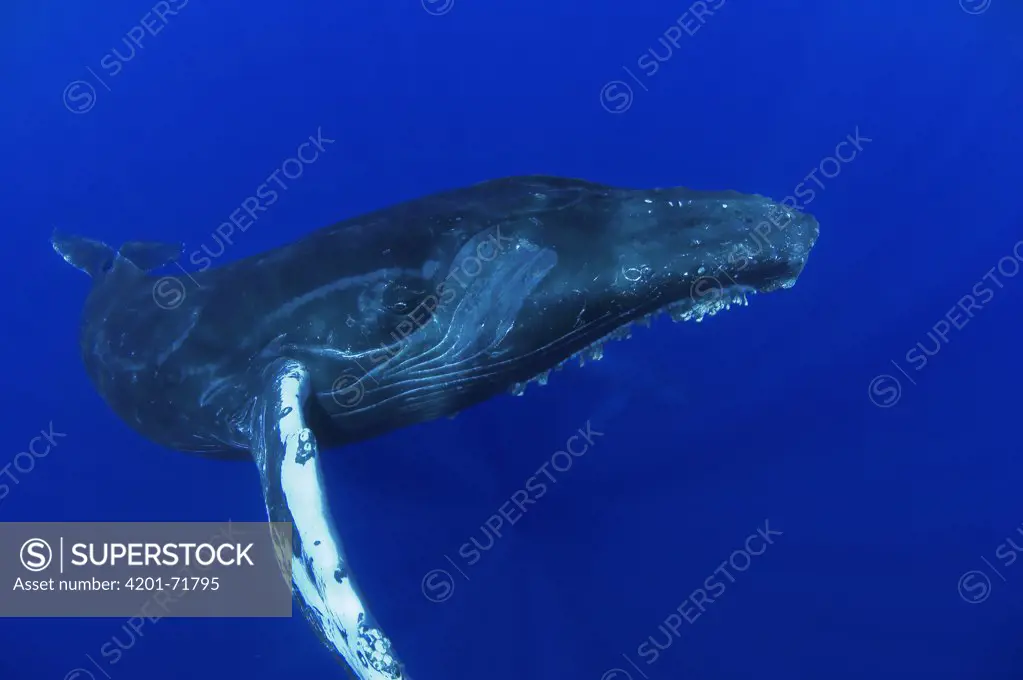 Humpback Whale (Megaptera novaeangliae) friendly, Humpback Whale National Marine Sanctuary, Maui, Hawaii - Notice must accompany publication: Photo obtained under NMFS Permit #753