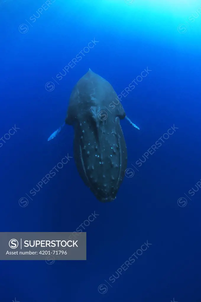 Humpback Whale (Megaptera novaeangliae) breatholding female, Humpback Whale National Marine Sanctuary, Hawaii - Notice must accompany publication: Photo obtained under NMFS Permit #753