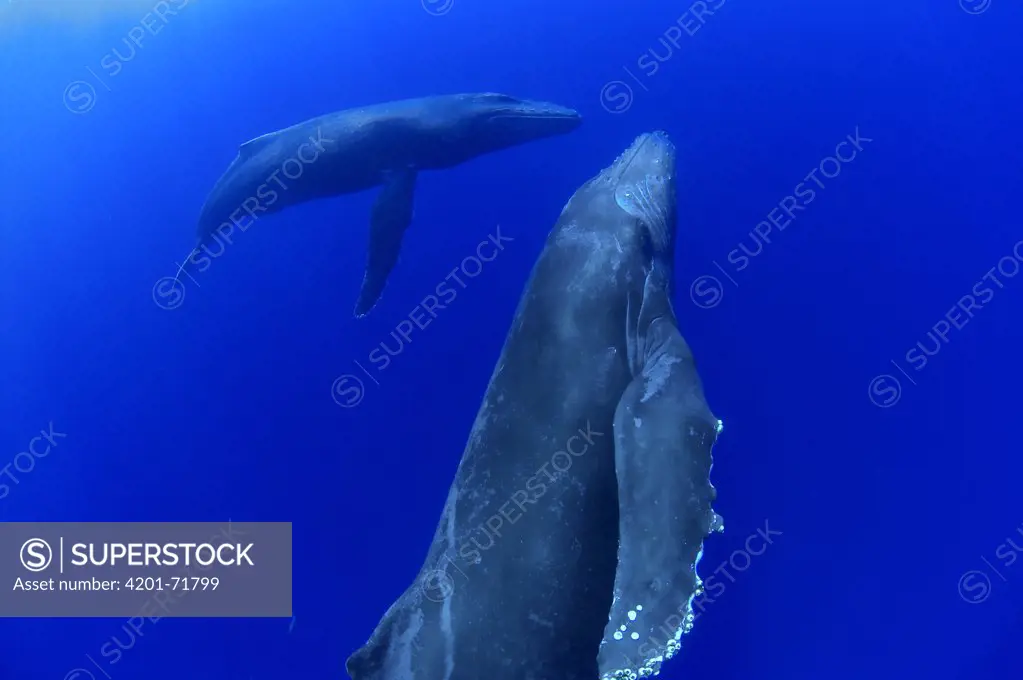 Humpback Whale (Megaptera novaeangliae) breathholding pair, Humpback Whale National Marine Sanctuary Maui, Hawaii - Notice must accompany publication: Photo obtained under NMFS Permit #753