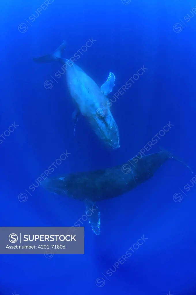 Humpback Whale (Megaptera novaeangliae) breathholding pair, Humpback Whale National Marine Sanctuary, Maui, Hawaii - Notice must accompany publication: Photo obtained under NMFS Permit #753