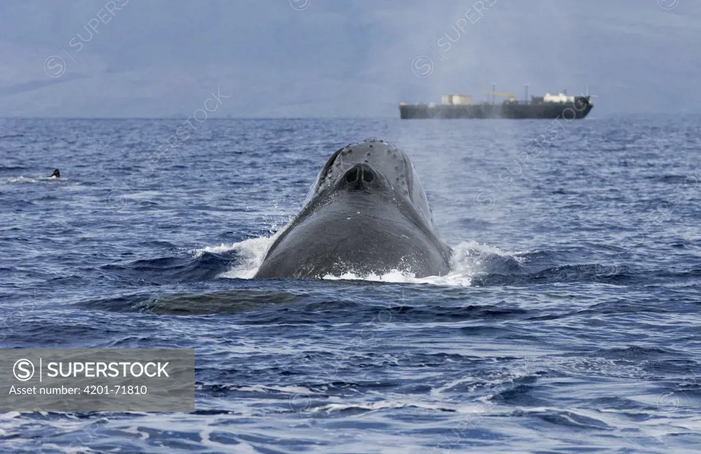 Humpback Whale (Megaptera novaeangliae) spouting near ship, Humpback Whale National Marine Sanctuary, Maui, Hawaii - Notice must accompany publication: Photo obtained under NMFS Permit #753