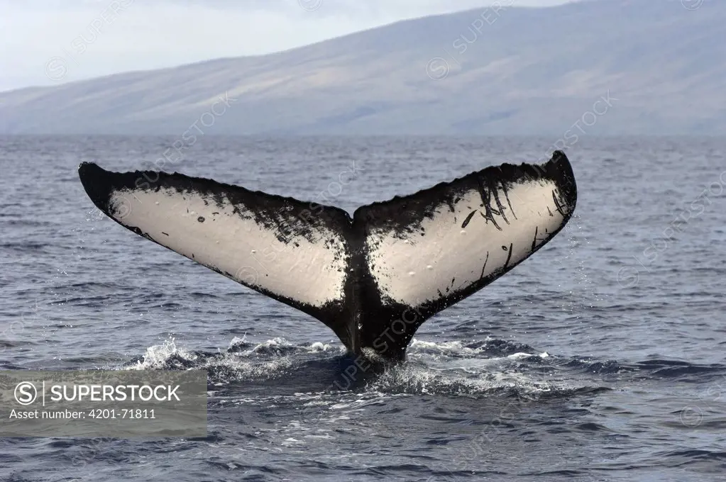 Humpback Whale (Megaptera novaeangliae) tail, Humpback Whale National Marine Sanctuary, Maui, Hawaii - Notice must accompany publication: Photo obtained under NMFS Permit #753
