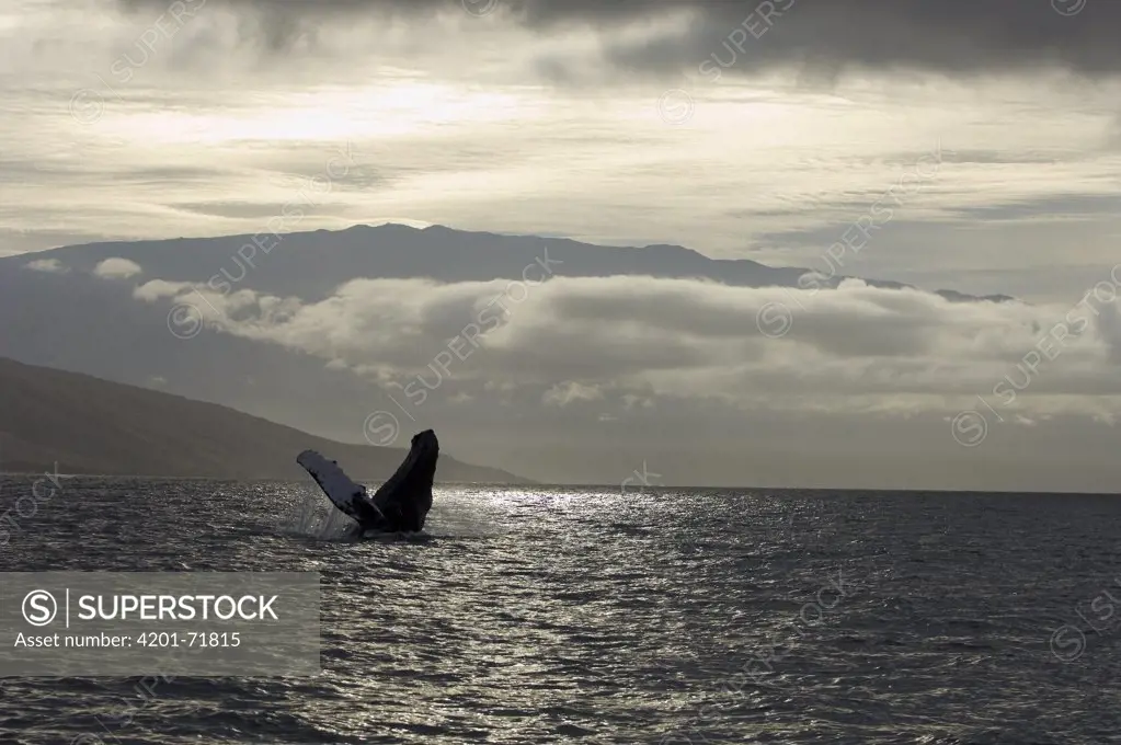 Humpback Whale (Megaptera novaeangliae) breaching, Humpback Whale National Marine Sanctuary, Maui, Hawaii - Notice must accompany publication: Photo obtained under NMFS Permit #753