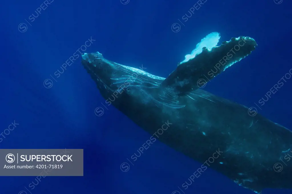 Humpback Whale (Megaptera novaeangliae) swimming upside-down, Humpback Whale National Marine Sanctuary, Maui, Hawaii - Notice must accompany publication: Photo obtained under NMFS Permit #753