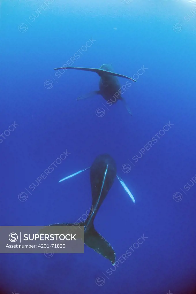 Humpback Whale (Megaptera novaeangliae) male escort and female, Humpback Whale National Marine Sanctuary, Maui, Hawaii - Notice must accompany publication: Photo obtained under NMFS Permit #753