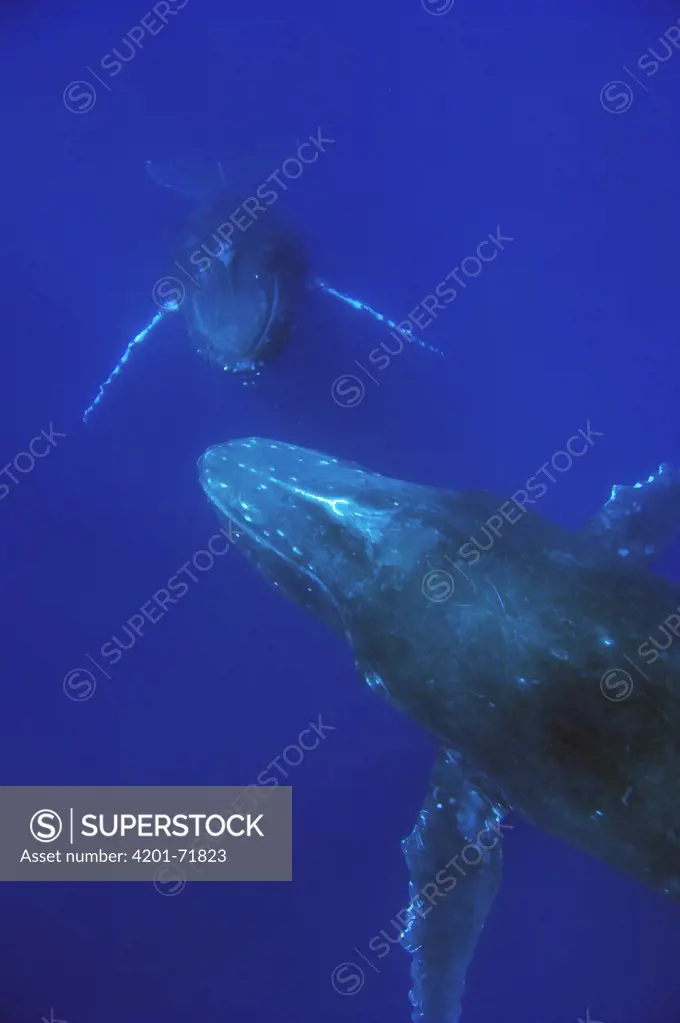 Humpback Whale (Megaptera novaeangliae) breath holding pair, Humpback Whale National Marine Sanctuary, Maui, Hawaii - Notice must accompany publication: Photo obtained under NMFS Permit #753