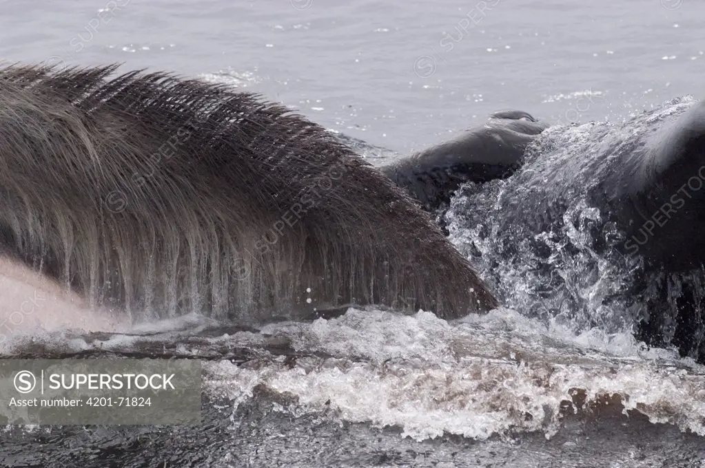 Humpback Whale (Megaptera novaeangliae) showing baleen while gulp feeding, Aleutian Islands, Alaska