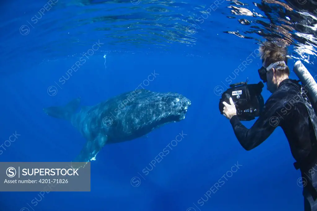 Humpback Whale (Megaptera novaeangliae) reseracher Jason Sturgis of Whale Trust filming friendly whale, Humpback Whale National Marine Sanctuary, Maui, Hawaii - Notice must accompany publication: Photo obtained under NMFS Permit #753