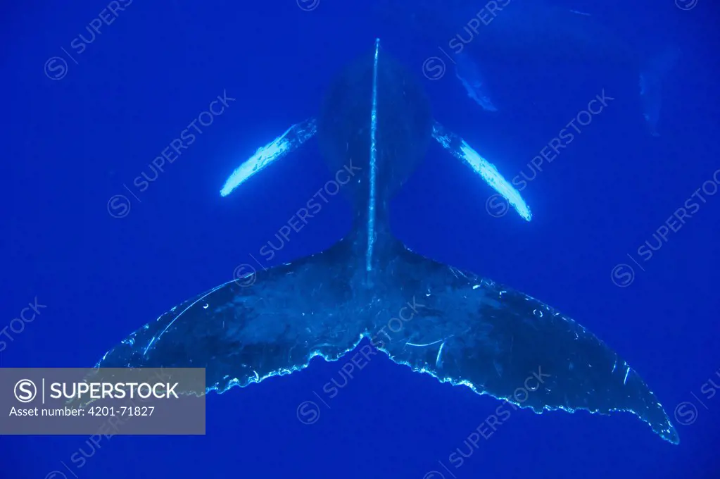 Humpback Whale (Megaptera novaeangliae) pair, Humpback Whale National Marine Sanctuary, Maui, Hawaii - Notice must accompany publication: Photo obtained under NMFS Permit #753