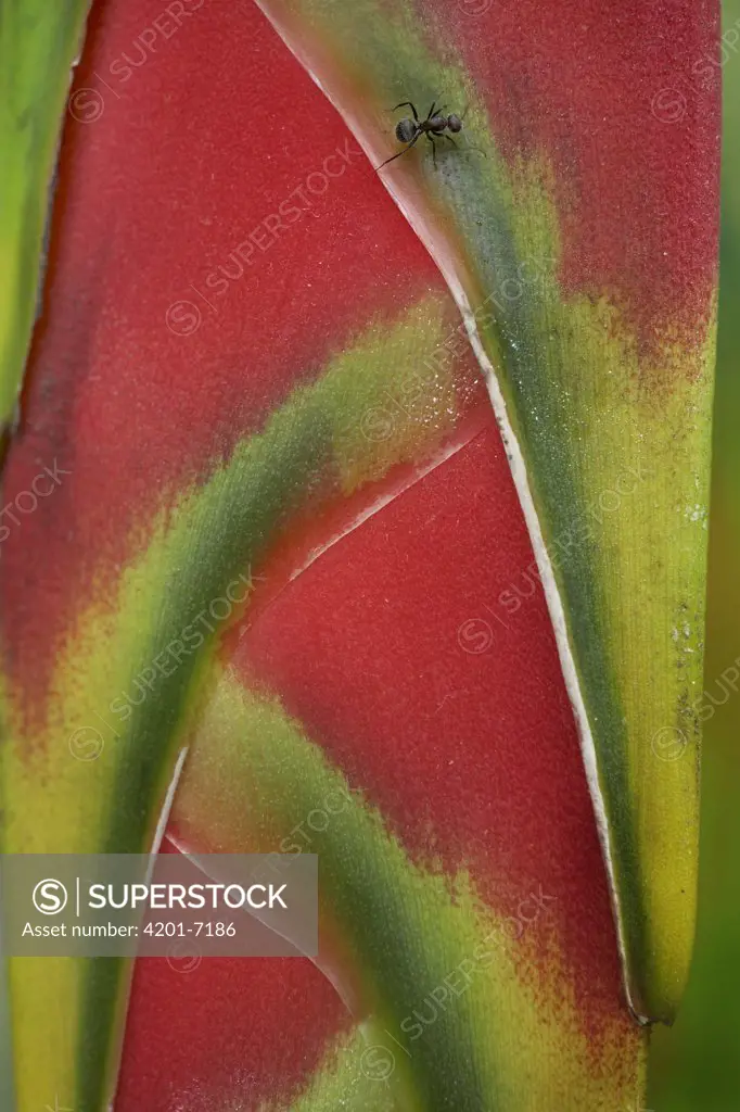 Ant (Formicidae) on Heliconia (Heliconia sp), Costa Rica