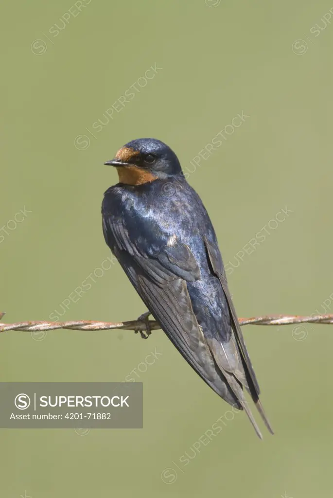 Barn Swallow (Hirundo Rustica), Michigan