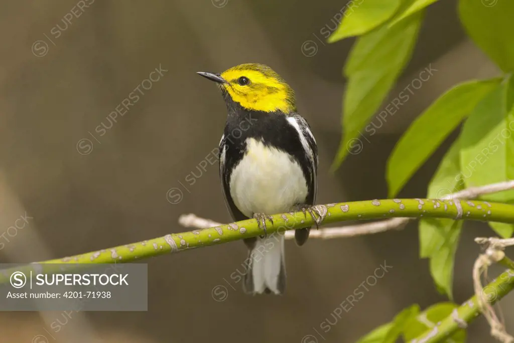 Black-throated Green Warbler (Dendroica virens) male, Crane Creek State Park, Ohio