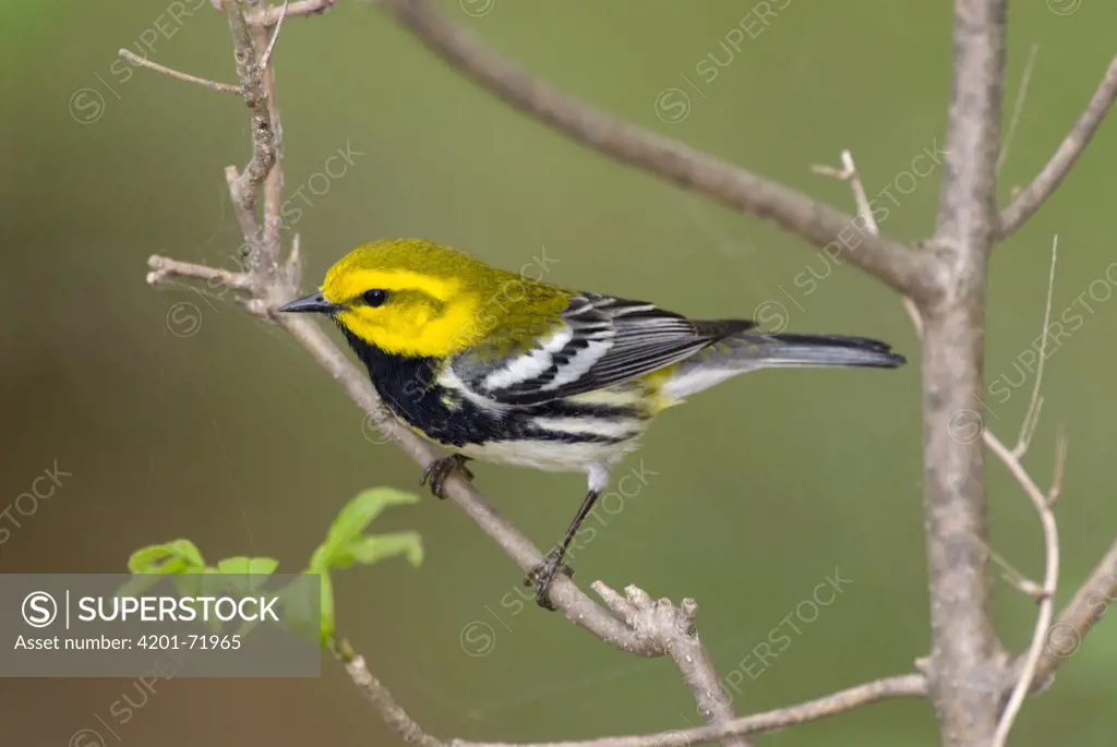 Black-throated Green Warbler (Dendroica virens) male, Crane Creek State Park, Ohio