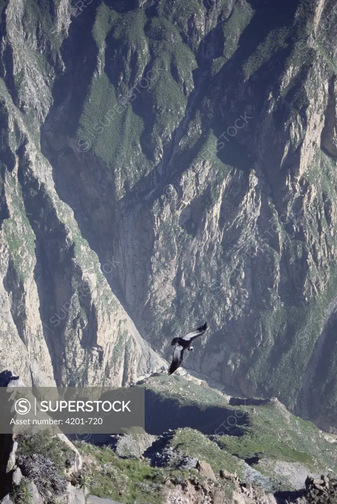 Andean Condor (Vultur gryphus) soaring on thermal updraft over 3,400-meter-deep Colca Canyon, Peru