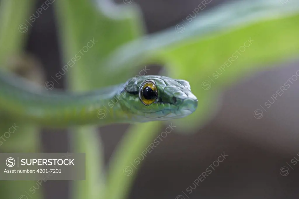 Parrot Snake (Leptophis ahaetulla) head, Costa Rica