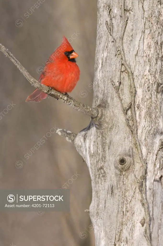 Northern Cardinal (Cardinalis cardinalis) male, Kensington Metropark, Michigan