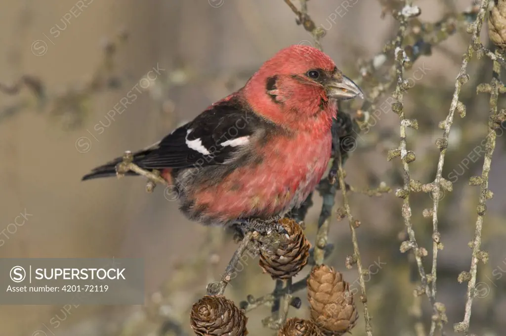 White-winged Crossbill (Loxia leucoptera) male, Michigan