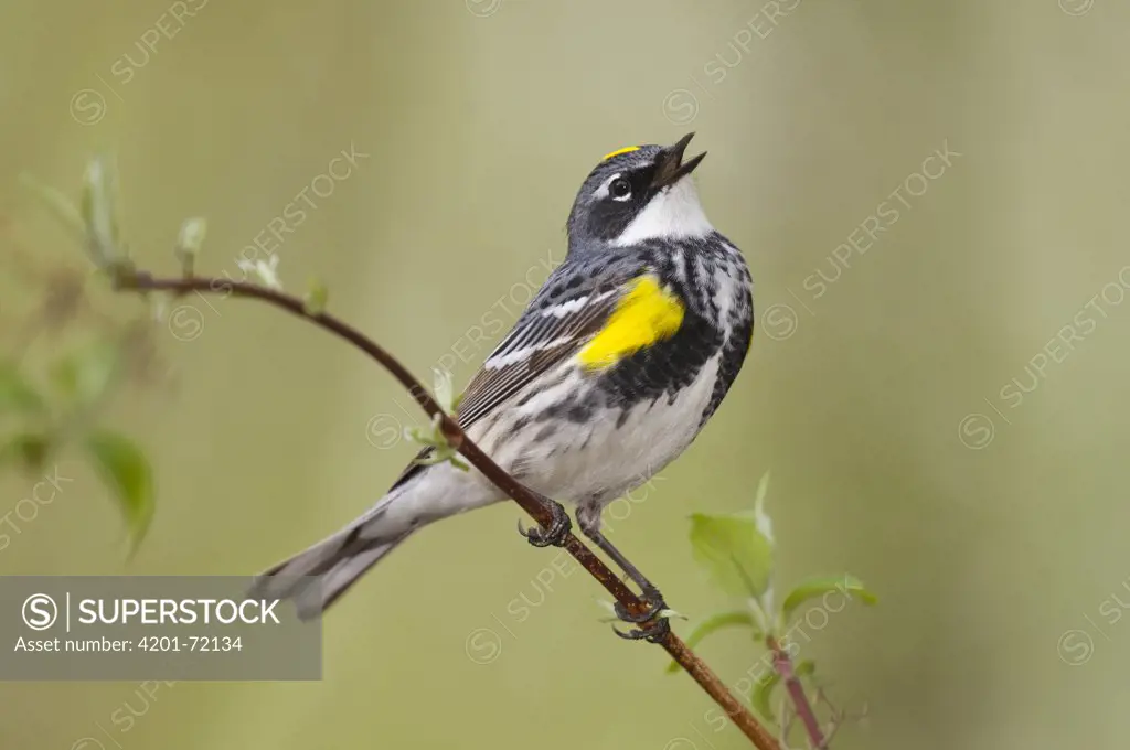 Yellow-rumped Warbler (Dendroica coronata) calling, Crane Creek State Park, Ohio