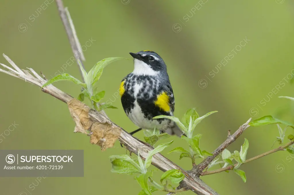 Yellow-rumped Warbler (Dendroica coronata), Crane Creek State Park, Ohio