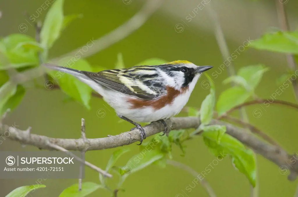 Chestnut-sided Warbler (Dendroica pensylvanica) male, Crane Creek State Park, Ohio
