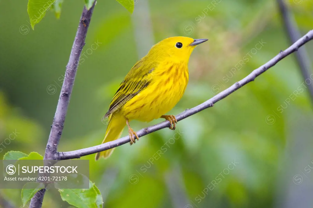 Yellow Warbler (Dendroica petechia) male, North Channel, Canada
