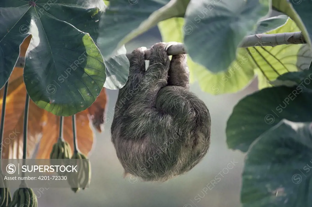 Brown-throated Three-toed Sloth (Bradypus variegatus) female asleep in Cecropia tree, rainforest, Panama
