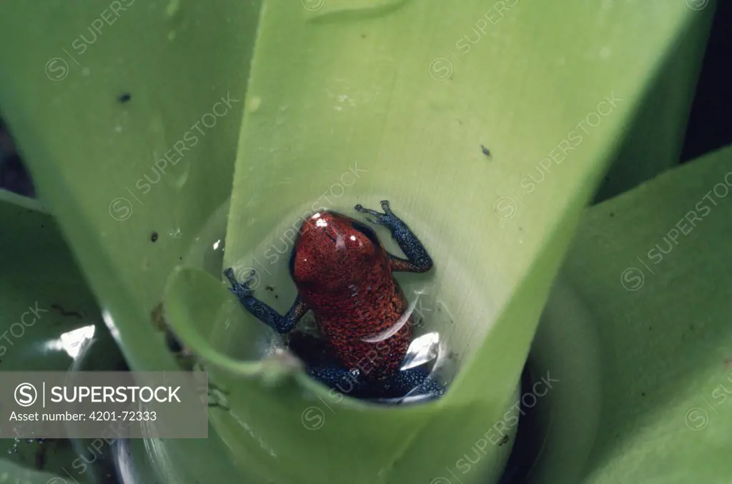 Strawberry Poison Dart Frog (Dendrobates pumilio) almost fully metamorphosed froglet in bromeliad, rainforest, Costa Rica