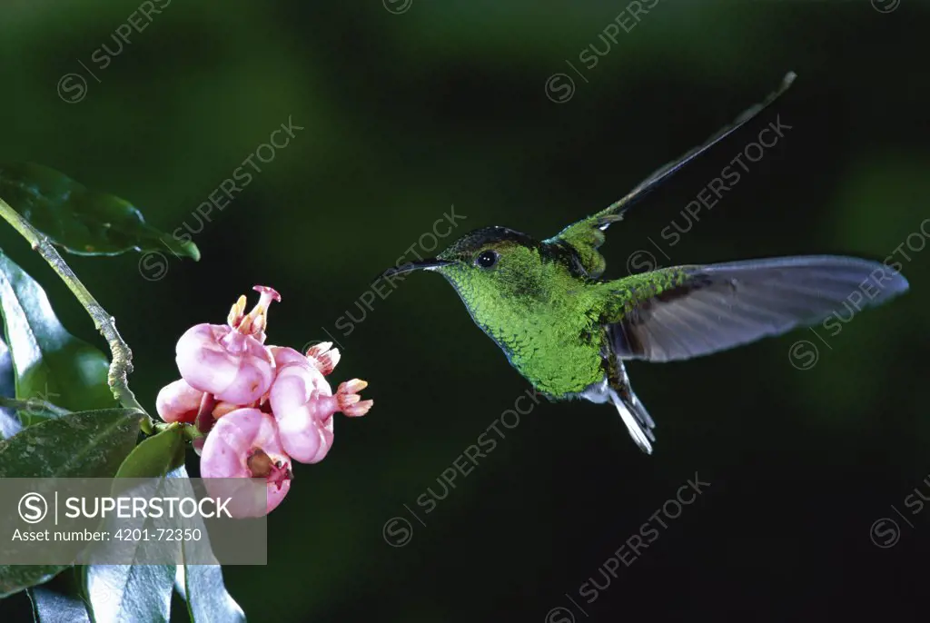 Coppery-headed Emerald (Elvira cupreiceps) hummingbird, endemic male, feeding on St. John's-wort (Clusiaceae) flower, Costa Rica
