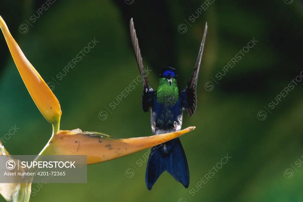 Violet-crowned Woodnymph (Thalurania colombica) hummingbird male landing on Heliconia (Heliconia latispatha) flower, Costa Rica