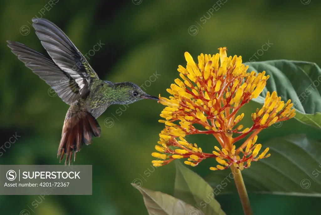 Rufous-tailed Hummingbird (Amazilia tzacatl) male feeding on yellow Cappel (Palicourea lasiorhachis) flowers, La Selva Biological Research Station, Costa Rica