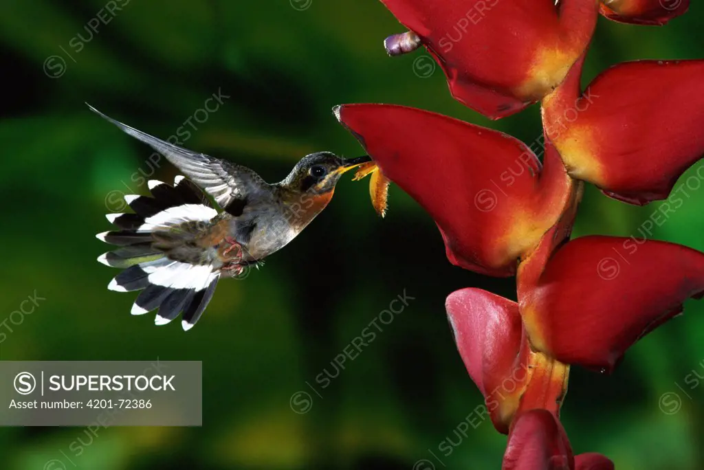 Band-tailed Barbthroat (Threnetes ruckeri) hummingbird, male feeding and pollinating Heliconia (Heliconia pogonantha) flowers, rainforests, Costa Rica