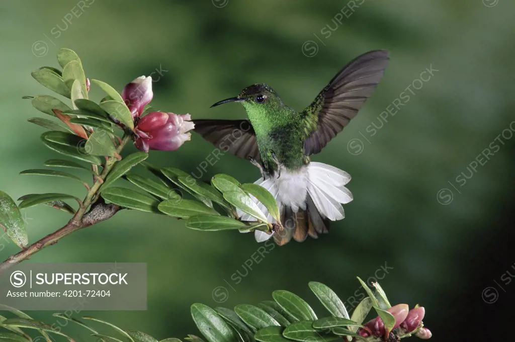 Coppery-headed Emerald (Elvira cupreiceps) hummingbird, male feeding on epiphytic Heath (Cavendishia capitulata) cloud forest, Costa Rica