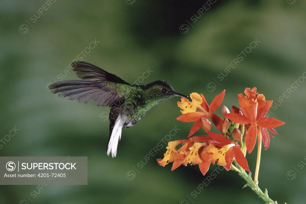 Coppery-headed Emerald (Elvira cupreiceps) hummingbird visiting terrestrial orchid (Epidendrum radicans) in the cloud forest, Costa Rica