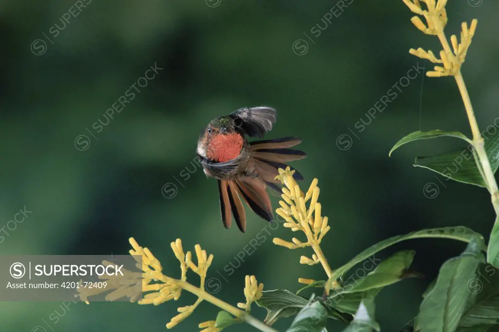 Scintillant Hummingbird (Selasphorus scintilla) male flying near Cappel (Palicourea lasiorhachis) flowers, Cloud Forest, Costa Rica