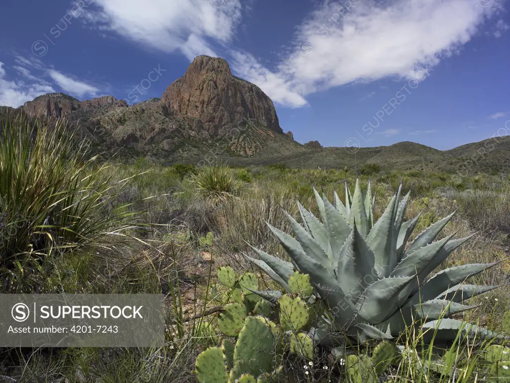 Agave (Agave sp) and cactus in the Chisos Mountains, Big Bend National Park, Chihuahuan Desert, Texas