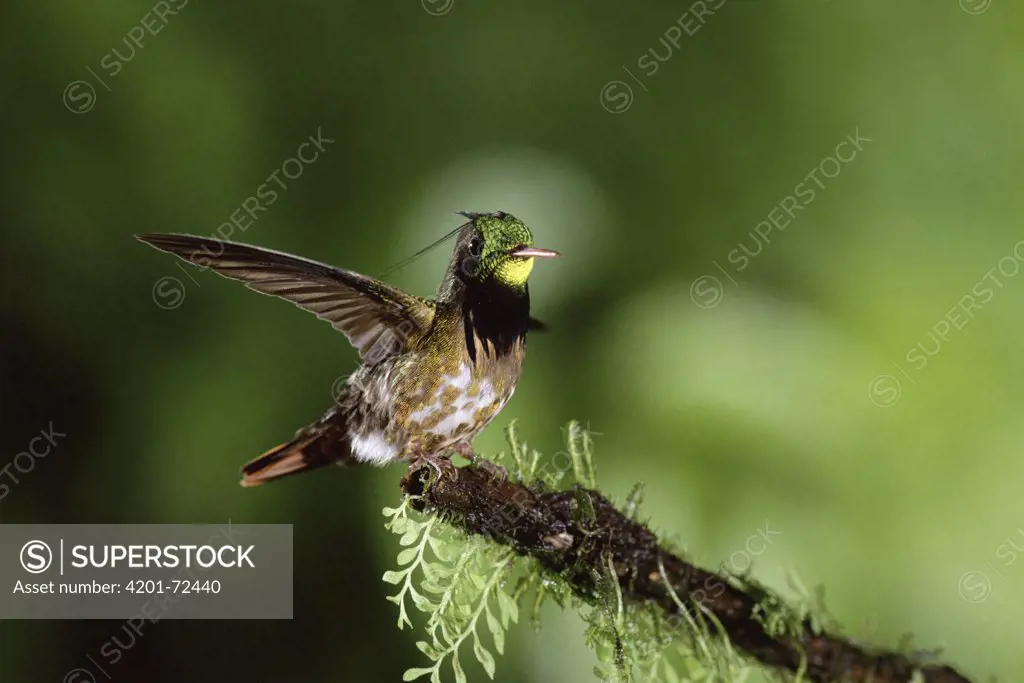 Black-crested Coquette (Lophornis helenae) hummingbird male, Costa Rica