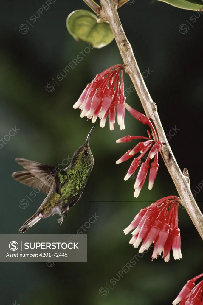 Coppery-headed Emerald (Elvira cupreiceps) hummingbird, male feeding on and pollinating Heath (Satyria warszewiczii) flowers, in cloud forest, Costa Rica