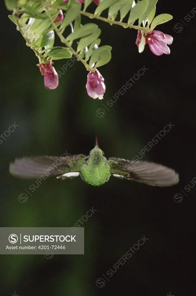 Coppery-headed Emerald (Elvira cupreiceps) hummingbird, male flying near Heath (Satyria warszewiczii) flowers, in cloud forest, Costa Rica